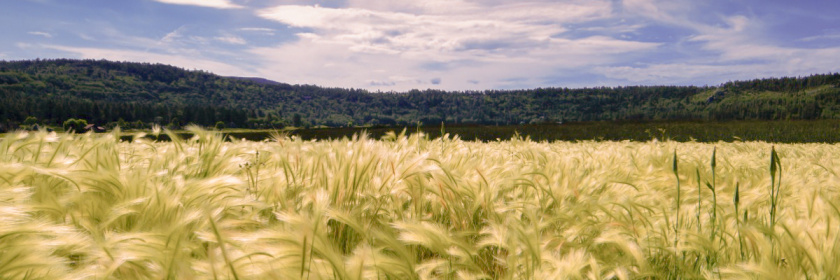 Agribusiness and UX